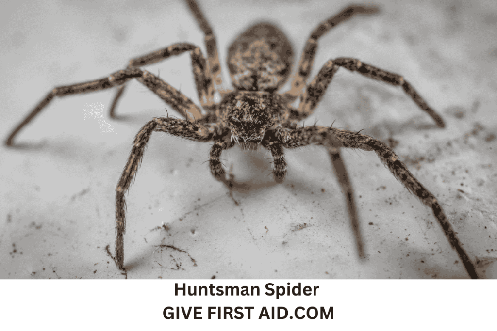 Huntsman Spider Bite – How dangerous are they?