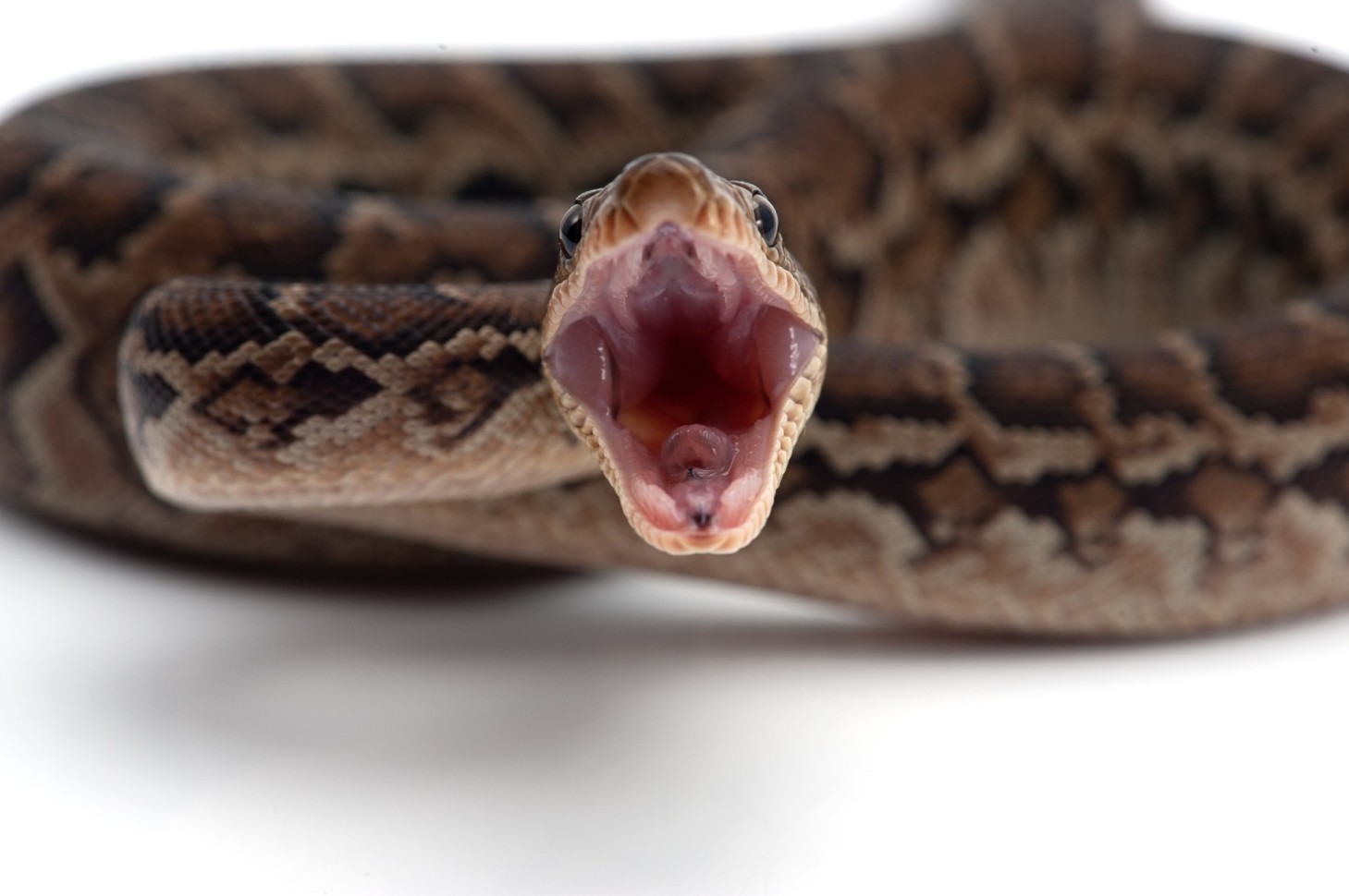 Snake Bites in Dogs: Signs, Symptoms & First Aid